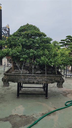 CHỢ CÂY NAM ĐIỀN / NHÀ VƯỜN HOẠT HÓI. PHIÊN CHỢ TIẾP THEO 6/9 VÀO NGÀY MAI . ÂM LỊCH VÀ HÀNG THÁNG . SĐT : 0914 357 995. 0914 262 868. ĐC : ĐIỀN XÁ - NAM ĐỊNH.  Video fun (Chi tiết) trên kênh YouTube Bonsai quốc huy. ☎️Liên hệ kênh YouTube Bonsai quốc huy : 0928 911 768 . nêu bật | Bon Sai Quốc Huy | Facebook