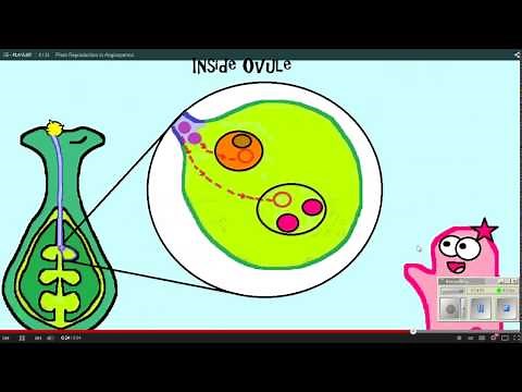 Plant Reproduction Amoeba Sisters WS 12 11 14