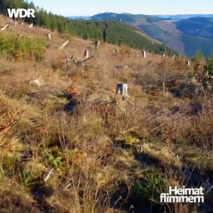137K views · 129 reactions | Der Orkan Kyrill hat 2007 ganze Waldgebiete im Sauerland zerstört. Ein naturbelassener Waldpfad erinnert seitdem an das Ereignis. | Heimatflimmern | Facebook