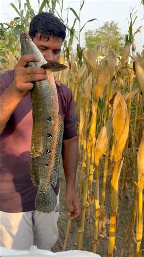 Big Snakehead fish #snakehead #fishingvideo #fish
