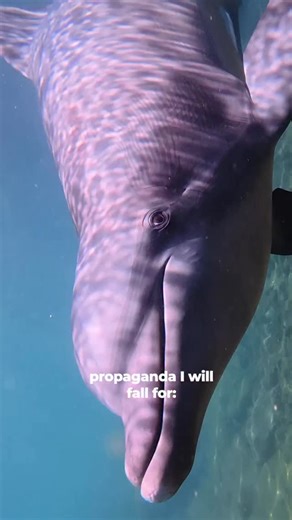 Protecting wild dolphins takes more than good intentions, a loud voice, or a larger platform. It takes knowledge, long-term commitment, and hands-on expertise. As action takers, we do all 3: • The health baselines from our thriving dolphins give scientists the clear reference points they need to detect illness, pollution, and population decline in wild pods before it becomes irreversible. • Every visit fuels the conservation teams working on the front lines, from tracking endangered dolphins to 