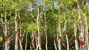 Just Touching the World’s Most Dangerous Tree Could Send You to the Hospital