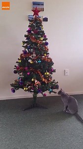 140K views · 2.3K reactions | Some cats just want to watch the world burn | storyful | Facebook