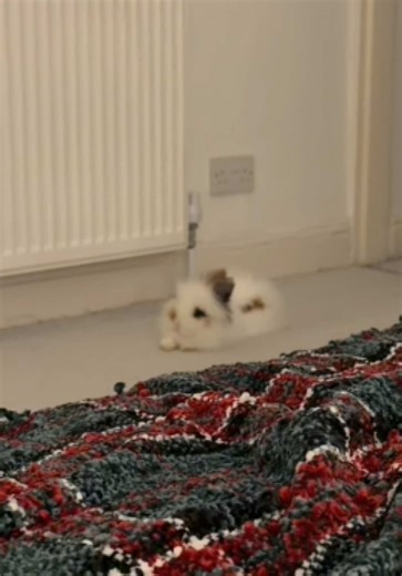 Understanding the Life of a Lionhead Rabbit