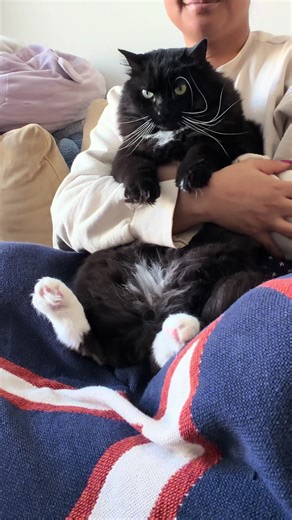 Why Your Cat's Cuteness Is a Double-Edged Sword