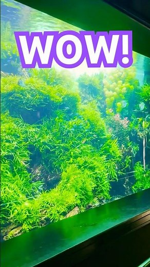 GIGANTIC Rainforest fish tank! What an Amazing fresh water aquarium!