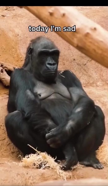 Funny Gorilla and Sad Orangutan Pet Videos