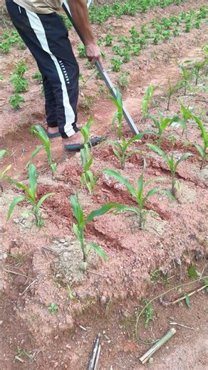 Tips for loosening soil in the vegetable garden