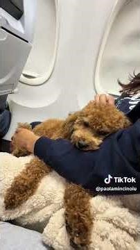 Flying with dog on delta airlines