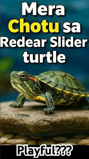 Kya Red-Eared Slider Playful Hota Hai? 🐢 #petshaven #shorts