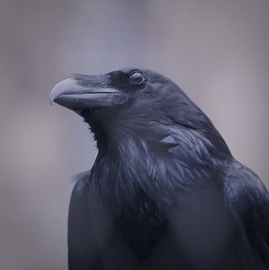 62K views · 2.8K reactions | Raven Gripp wants a word  The Tower was far too quiet during lockdown, and the ravens have missed you! (They’re proper softies really). We passed the mic to Gripp to chat about what they’ve been up to in your absence  Keep the ravens company by visiting us: hrp.org.uk/tower-of-london | Tower of London | Facebook