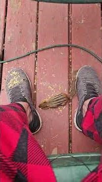 Chipmunk Trust Challenge Step Three Achieved