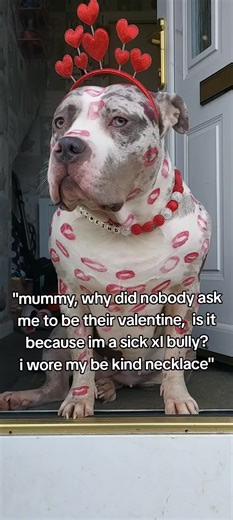 mummy why did nobody ask me to be their valentine? is it because im an xl bully? 😢❤#valentinesday #heartbreaking #xlbully #fyp #dogsoftiktok