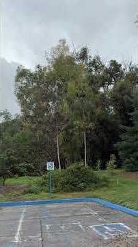 Listen to these crows mocking this hawk #shorts