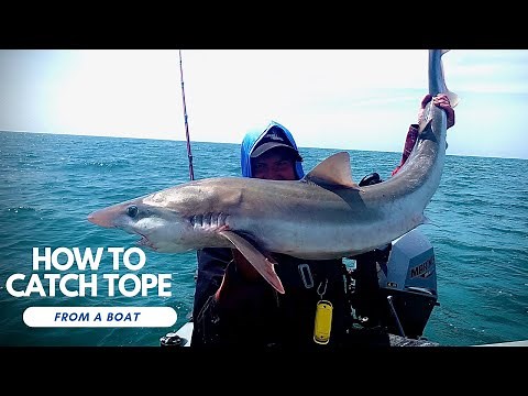 How To Catch TOPE From A Boat