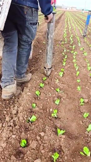Amazing Tool That Transforms Seedling Planting | The Perfect Farming Solution