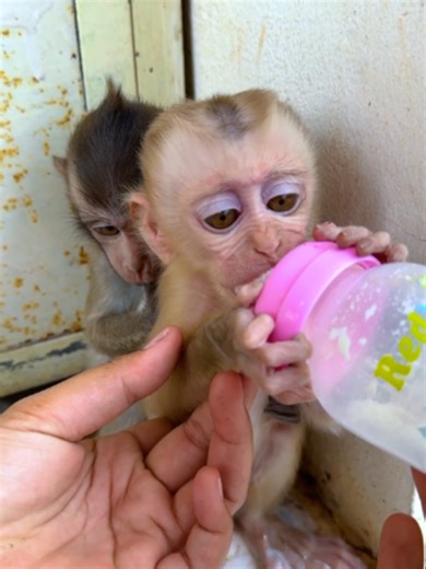 Cute Baby Eating Monkey Food