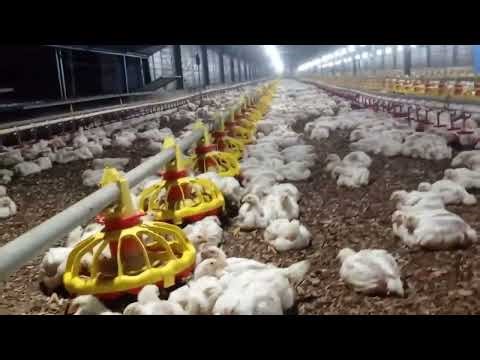 From Day-Old to Harvest: 50,000 Chicken Intensive Farming Setup