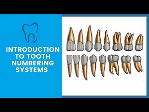 Introduction to Tooth Notation Systems | Tooth Numbering System