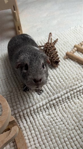 Petswcourt • on TikTok