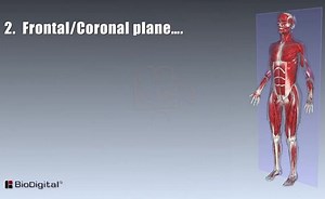 HST-AP: Mapping the Body