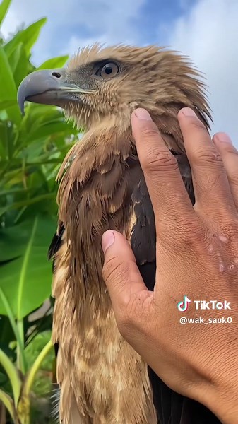 Cerita Laki-Laki dan Burung Elang: Kumpulan Video Menarik