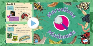 EYFS Marvellous Minibeasts PowerPoint
