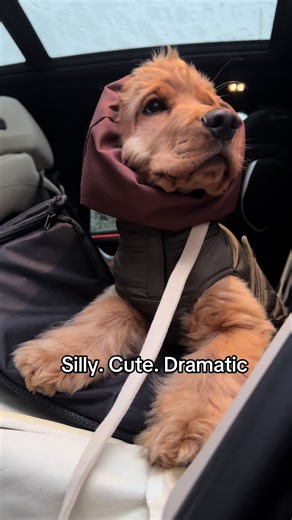 Protected ears, zero dignity 😭🐶 #cockerspanielpuppy ##cockerspanielpuppies ##dogmum #cockerspaniel #puppytok