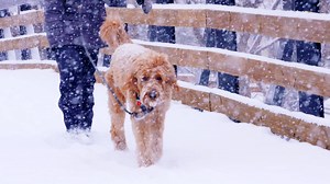 Big fluffy flakes started falling around 7 this morning and still coming down hard. | Steamboat Resort