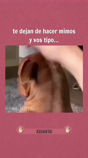 Dog Relaxation Techniques: Massage Your Pup's Ears