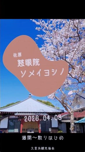 🌸佐原・慈眼院の桜🌸2026.04.08撮影