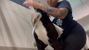 73 reactions · 16 shares | Preston (A2251926) is doing well. Even though our doors are closed to the public, our hearts are open. We continue to love on the animals in our care, no matter what it looks like outside. If you’d like to help, please email foster@broward.org. | Broward County Animal Care | Facebook