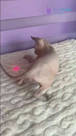 Adopt Logan: The Adorable Blue Point Elf Sphynx Kitten 💙 Hypoallergenic & Playful! #ElfSphynx