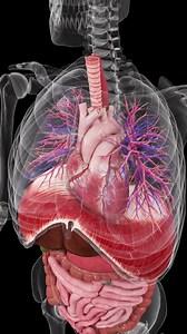 558K views · 8.2K reactions | Inside the body, movement never stops....