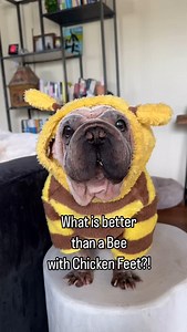 3.4K reactions · 267 comments | A Bee with Sunday Sexy Bee Socks! It’s the lucky licky lips and chubby chibby chops for me  For anyone who needs a smile today. ❤️罹 #doglover #dogmom #sundayvibe #cutedog | morkskywalker | Facebook