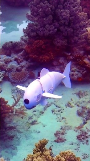 World's first robot fish!