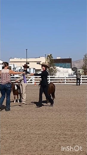 A little edit from the fair #minihorse #horseshow #equestrian #equestrianlife #shortsvideo #shorts