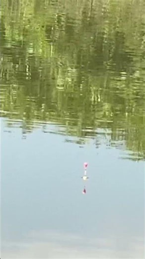 #fishing I didn't expect there to be so many fish twitching at this spot #carpfishing