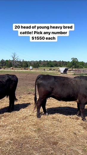 20 head of heavy bred young big black cattle. 4-6 years old, 5-7 months bred. Buy any number, small or large. We have another 60 hd available. Shipping available. Cash, check, wire, cards, Venmo All vaccinated and ready to ship. Call or text 903-388-4472 #rutherfordlandandcattle #cattleforsale #cattleman #texascattleranchers #reels #reel #farmanimals #cattleranchers #angus #cattle #cows | Rutherford Cattle