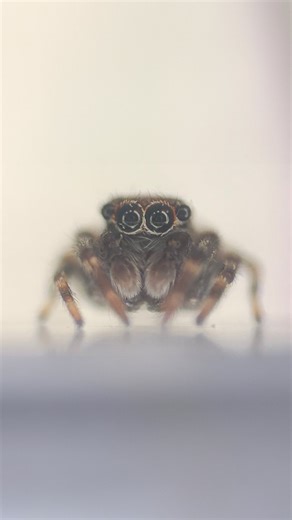 26K views · 3.7K reactions | The UK has a new spider and it’s completely new to Science! 溺 Yeah that’s right, we’ve got a new spider unlocked in the latest update to the UK map… a nature survey was carried out in 2023 and after collecting more than 500 other species, 1 of those was unlike the rest! @bbcearth #wildlife #wildlifepresenter #uk #ukwildlife #animalanomalies #spider | Wildlife With Cookie | Facebook
