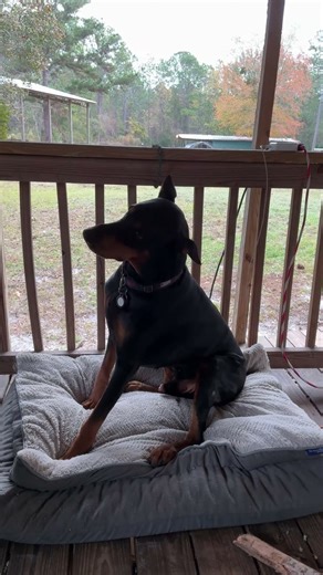 Doberman Tries to Cheat the Treat Trick… Vader Gets Caught In The Act 🤣🐾
