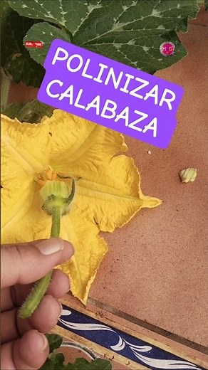 Cómo Polinizar Plantas De Calabaza...MUY FACIL .#shorts #reels #calabaza