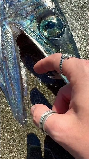 Real Deep Sea Monster Washes Up! #shorts