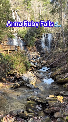 I made a splash at Anna Ruby Falls today — paws-down one of the prettiest places ever! 💕#dogpack #vacation #travel #happy #georgia