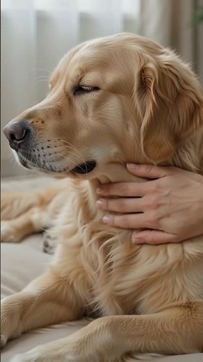 How to Massage a Dog Correctly 🐾 Vet-Inspired Relaxation Tips