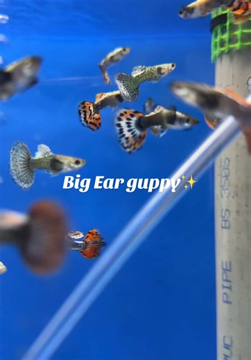 Kedai C&J Aquarium: Ikan Guppy Big Ear Baharu✨
