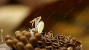 Young water bugs hatching off their father's back