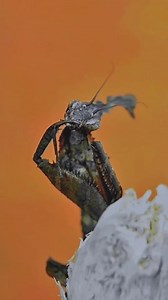 42K views · 2.4K reactions | Macro Micro World on Reels | Facebook