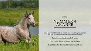 Pferdekrankheiten - Alle wichtigen von A bis Z