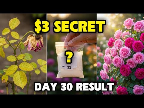 My Neighbor's Secret for Huge Roses (It's Only $3!)